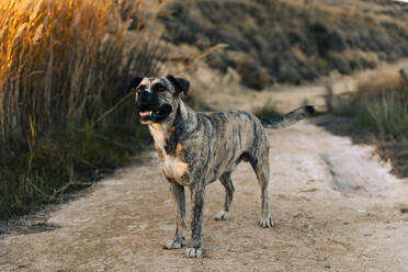 American Terrier Hund stehend auf Feldweg - ACPF01417