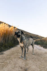 Hund stehend auf Feldweg - ACPF01418