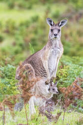 Porträt des Östlichen Grauen Kängurus (Macropus giganteus), stehend mit Baby im Beutel - FOF12347