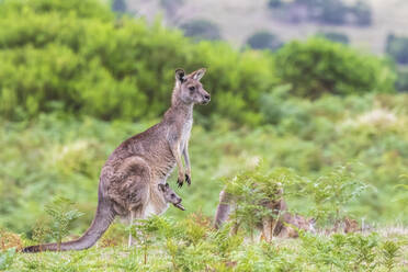 Östliches Graues Känguru (Macropus giganteus) stehend mit Baby im Beutel - FOF12349