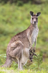 Porträt des Östlichen Grauen Kängurus (Macropus giganteus), stehend mit Baby im Beutel - FOF12351