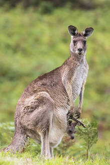 Porträt des Östlichen Grauen Kängurus (Macropus giganteus), stehend mit Baby im Beutel - FOF12351