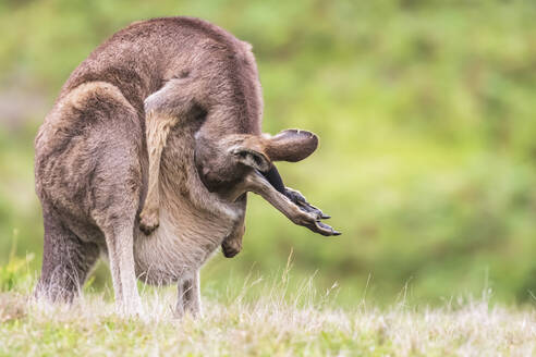 Östliches Graues Känguru (Macropus giganteus) versteckt Baby im Beutel - FOF12352