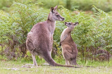 Ausgewachsenes und junges Östliches Graues Känguru (Macropus giganteus) im Freien vor Grünpflanzen stehend - FOF12353