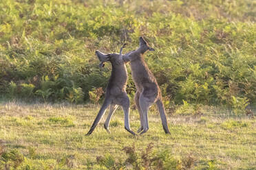 Zwei östliche graue Kängurus (Macropus giganteus) im Kampf - FOF12358