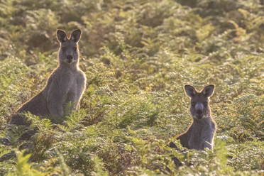 Zwei östliche graue Kängurus (Macropus giganteus) schauen in die Kamera, während sie inmitten von Grünpflanzen stehen - FOF12359