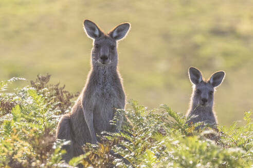 Zwei östliche graue Kängurus (Macropus giganteus) schauen in die Kamera, während sie inmitten von Grünpflanzen stehen - FOF12360