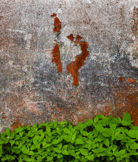 Grünpflanzen wachsen entlang einer alten verwitterten Mauer - WWF05907