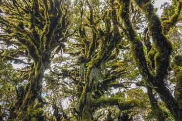 Moosbewachsene Bäume im Koboldwald des Egmont Nationalparks - RUEF03433