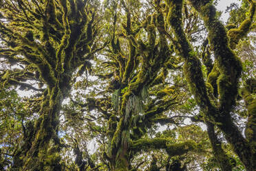 Moss-covered trees of Goblin Forest in Egmont National Park - RUEF03433