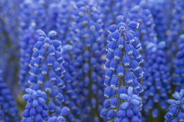 Blaue Traubenhyazinthen blühen im Frühling - RUEF03458