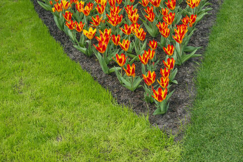 Orangefarbene Tulpen blühen im Frühlingsgarten - RUEF03459