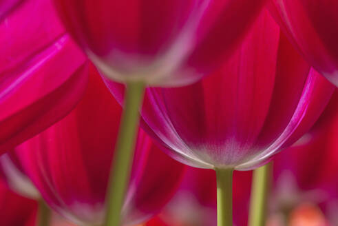 Köpfe von rot blühenden Tulpen (Tulipa Trijntje) - RUEF03460