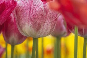 Köpfe von rot blühenden Tulpen - RUEF03461