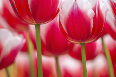 Köpfe von rot blühenden Tulpen (Tulipa Marrero) - RUEF03462