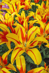 Köpfe von gelb blühenden Tulpen (Tulipa Fire Wings) - RUEF03465