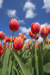 Oberflächenansicht eines Beetes mit rot blühenden Tulpen - RUEF03468