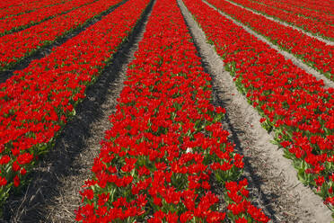 Rote Tulpen blühen in einem weiten Frühlingsfeld - RUEF03472