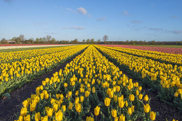 Gelbe Tulpen blühen auf einem großen Frühlingsfeld - RUEF03473