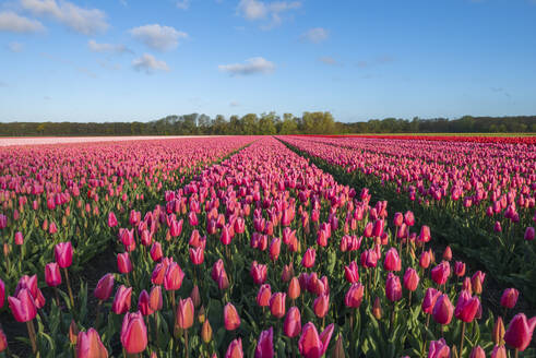 Pink tulips blooming in vast springtime field - RUEF03474