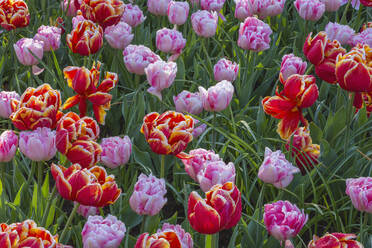 Beet mit rot und rosa blühenden Tulpen - RUEF03476