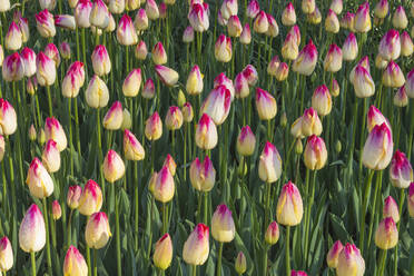 Bed of red and yellow blooming tulips - RUEF03477