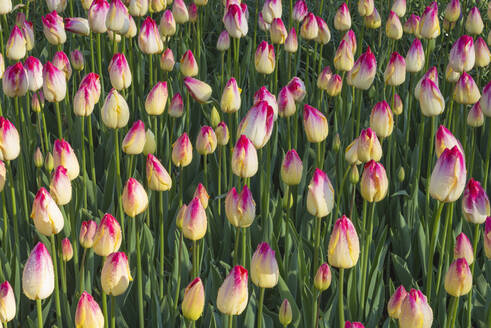 Beet mit rot und gelb blühenden Tulpen - RUEF03477