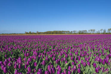 Lila blühende Tulpen in einem weiten Frühlingsfeld - RUEF03480