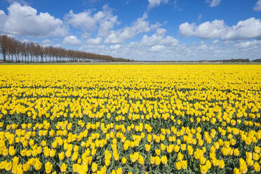 Gelbe Tulpen blühen auf einem großen Frühlingsfeld - RUEF03483