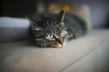 Getigerte Katze ruht sich zu Hause auf dem Sofa aus - RAEF02460