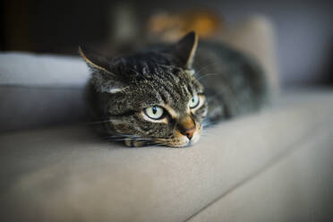 Tabby cat resting on sofa at home - RAEF02460