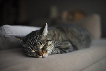 Tabby cat sleeping on sofa at home - RAEF02461