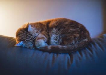 Ginger cat sleeping on sofa in living room at home - RAEF02462