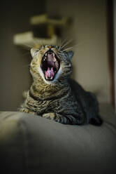 Tabby cat yawning while sitting on sofa at home - RAEF02464