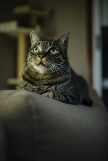 Tabby-Katze schaut auf, während sie zu Hause auf dem Sofa sitzt - RAEF02465