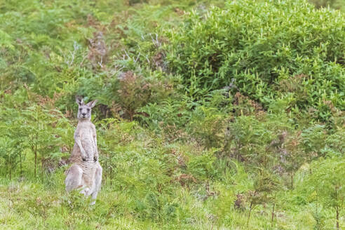 Östliches Graues Känguru (Macropus giganteus) im Freien inmitten üppiger grüner Flora - FOF12366