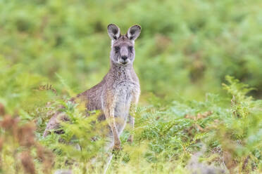 Porträt des östlichen grauen Kängurus (Macropus giganteus) im Freien stehend - FOF12367