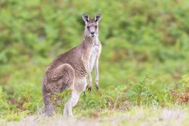 Porträt des östlichen grauen Kängurus (Macropus giganteus) im Freien stehend - FOF12368