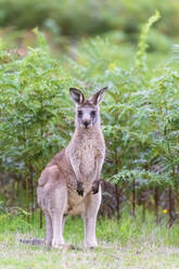 Porträt eines jungen Östlichen Grauen Kängurus (Macropus giganteus), das vor Grünpflanzen steht - FOF12370