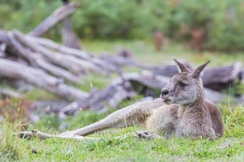 Östliches Graues Känguru (Macropus giganteus) beim Ausruhen im Gras - FOF12372