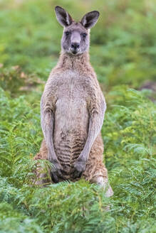 Porträt des Östlichen Grauen Kängurus (Macropus giganteus), das inmitten grüner Flora steht - FOF12375