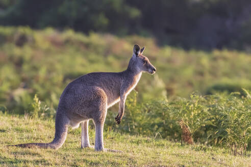 Östliches Graues Känguru (Macropus giganteus), stehend im Freien - FOF12377