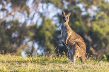 Porträt des östlichen grauen Kängurus (Macropus giganteus) im Freien stehend - FOF12378