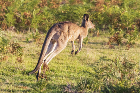 Östliches Graues Känguru (Macropus giganteus) springt durch Gras - FOF12379