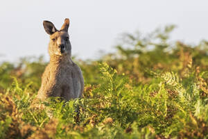 Porträt des Östlichen Grauen Kängurus (Macropus giganteus), das inmitten grüner Flora steht - FOF12380