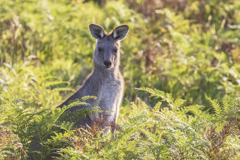 Porträt des Östlichen Grauen Kängurus (Macropus giganteus), das inmitten grüner Flora steht - FOF12381