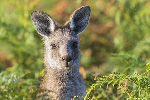 Porträt des Östlichen Grauen Kängurus (Macropus giganteus), das direkt in die Kamera schaut - FOF12383