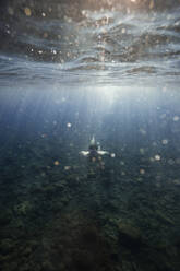 Man swimming over ocean floor undersea - RSGF00756