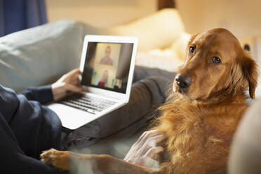 Porträt Golden Retriever Hund liegt neben dem Mann Videokonferenzen - CAIF32097