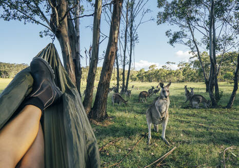 Frau entspannt in Hängematte und beobachtet Känguru, Australien - CAIF32113